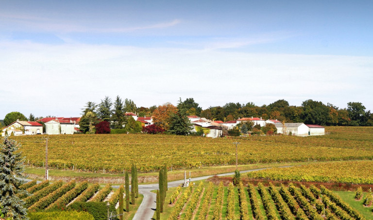 Vignoble à Lignières-Ambleville